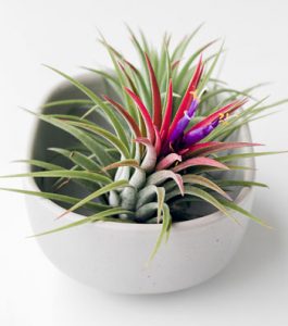 Air plant blooming