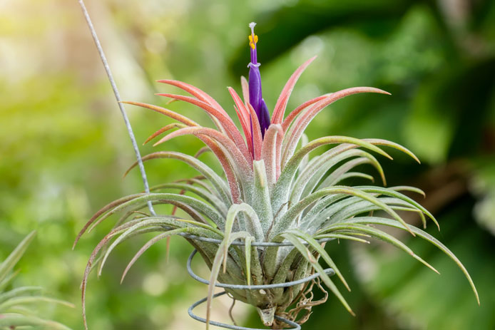 Air plant flowering in a wire frame basket