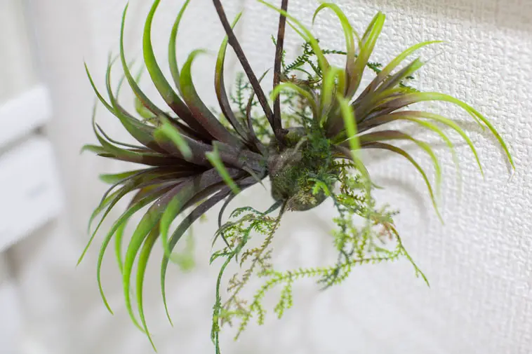 Air plant in a bathroom with painted leaves