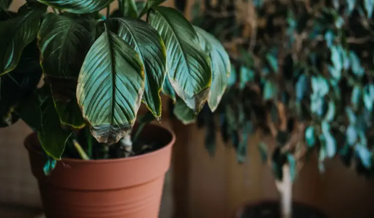 5 Reasons Peace Lily Leaves Turn Brown: How to Identify and fix