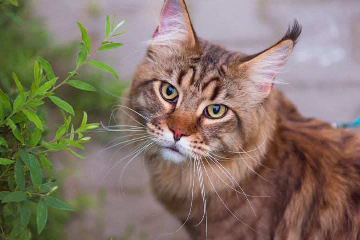 Are Air Plants Toxic to Cats?