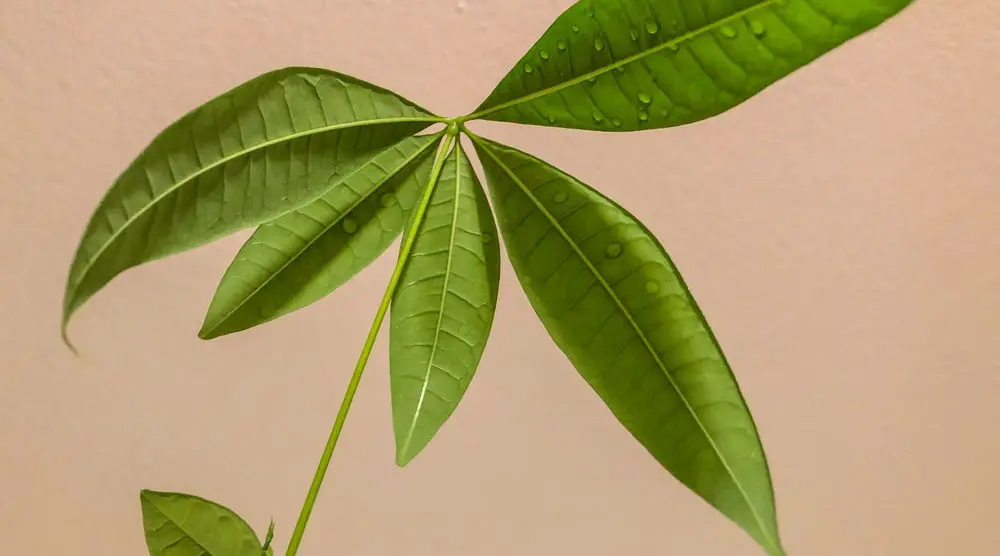 Close up of money tree leaf
