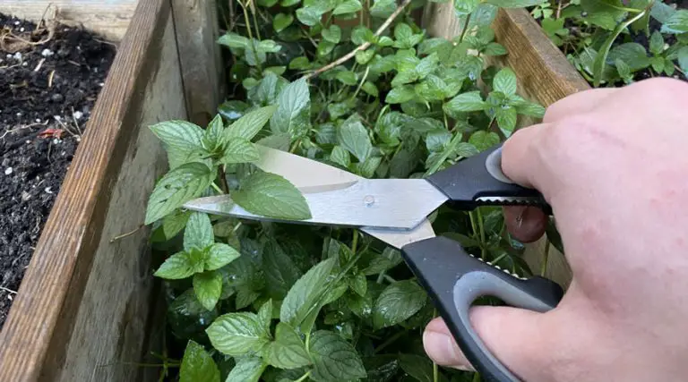 6 Tips to Harvest Mint (And What to Avoid)