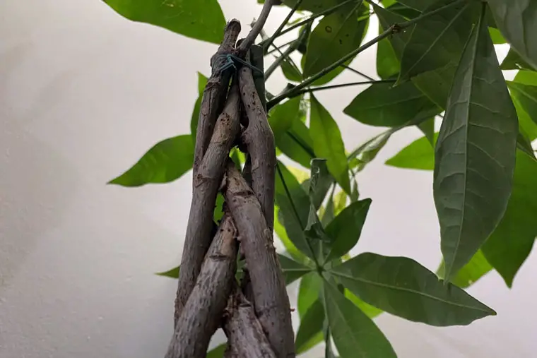 How to Braid a Money Tree?