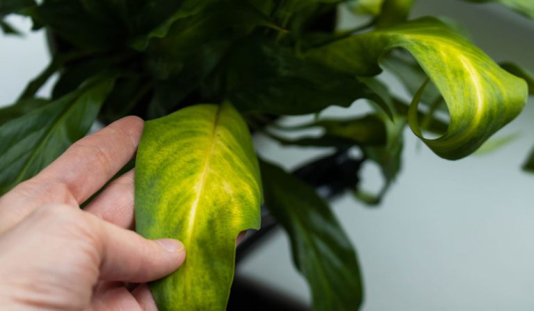 Holding a yellow leaf on a peace lily
