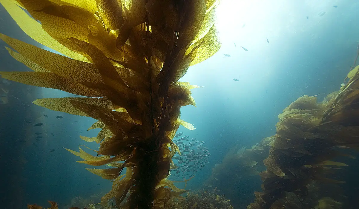 Kelp plant growing in the ocean