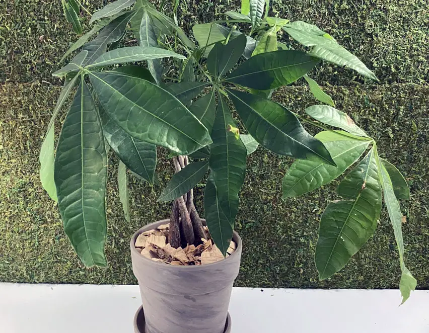 Money tree in new pot