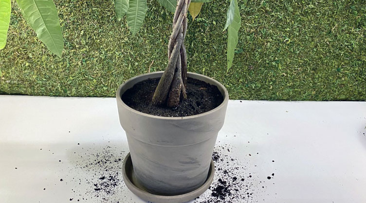Money tree potted in new soil
