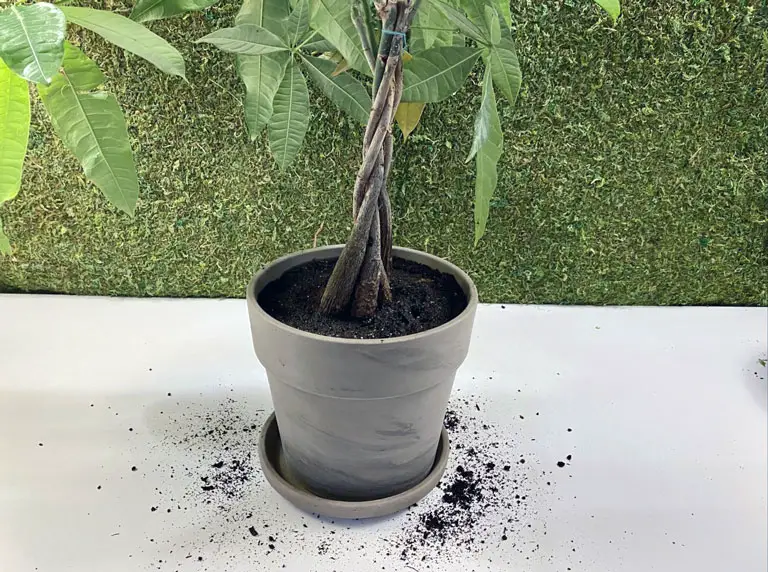 Money tree potted in new soil