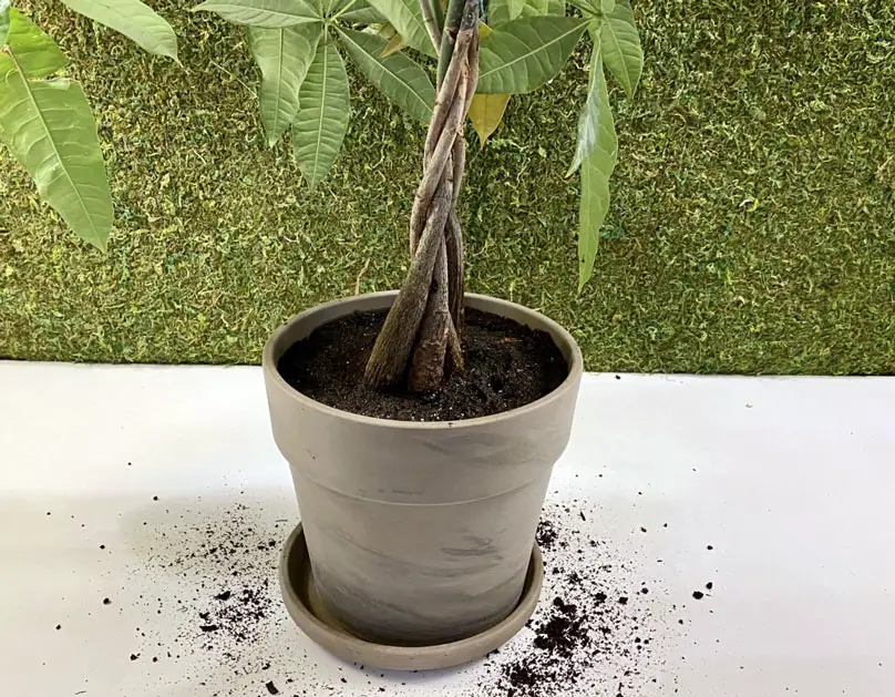 Re-potted money tree
