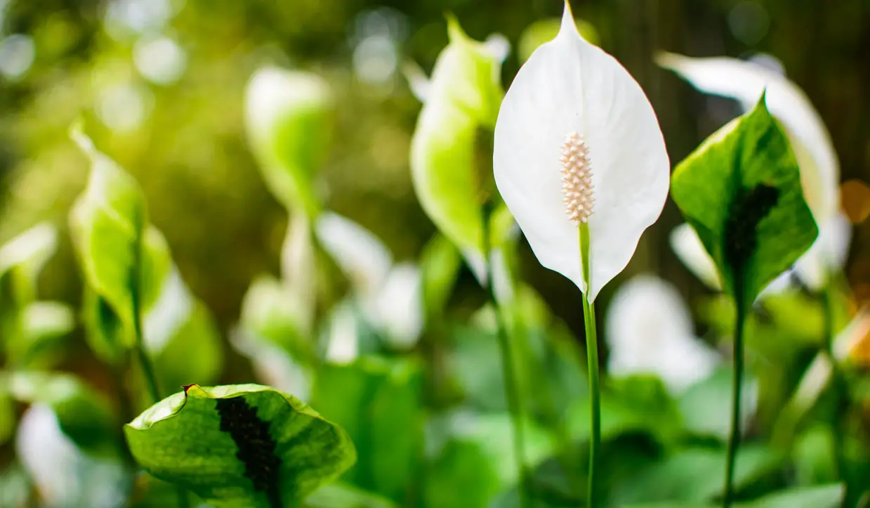 Peace lily white blooming flower