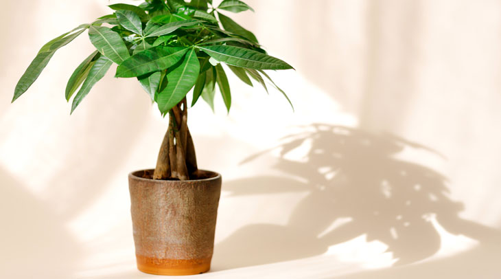Potted Money Tree in need of water