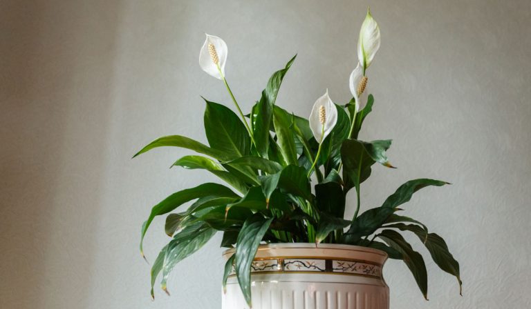 Potted peace lily blooming indoors