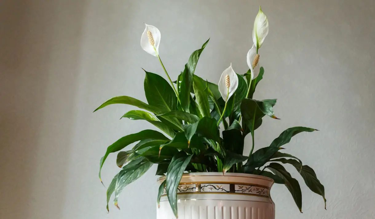 Potted peace lily indoors