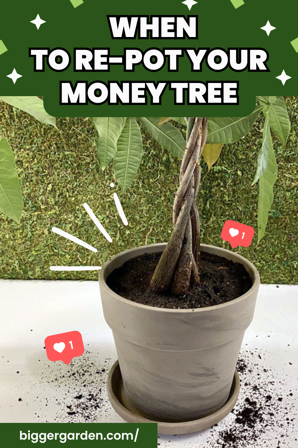 RE POT MONEY TREE