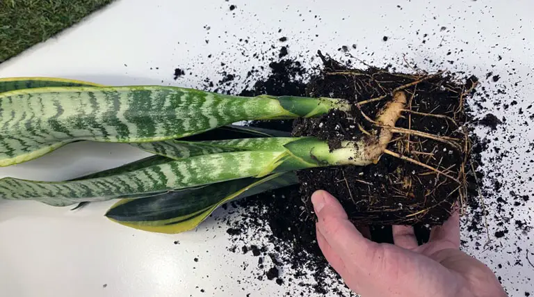 Separating a snake plant pup from a larger mother plant
