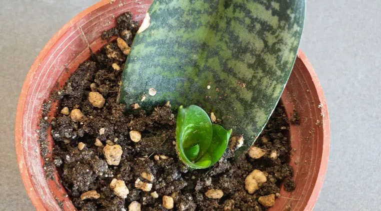Snake plant pup growing from leaf cutting