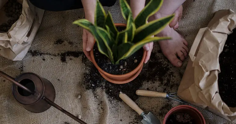 Snake plant transplanted to new pot
