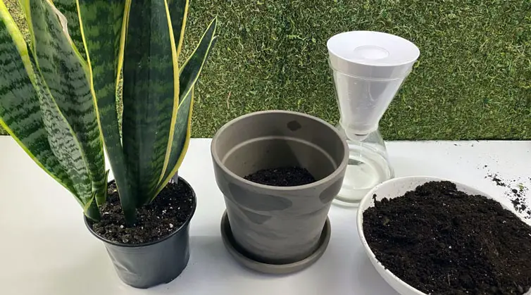Snake plant and supplies of water, new pot and soil 