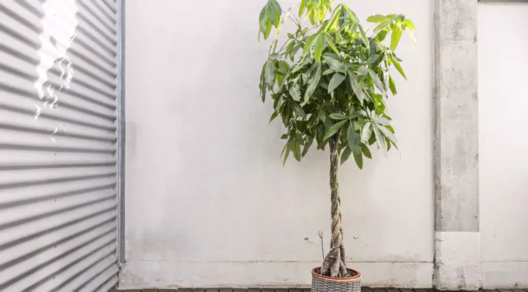 Tall money tree left to grow large