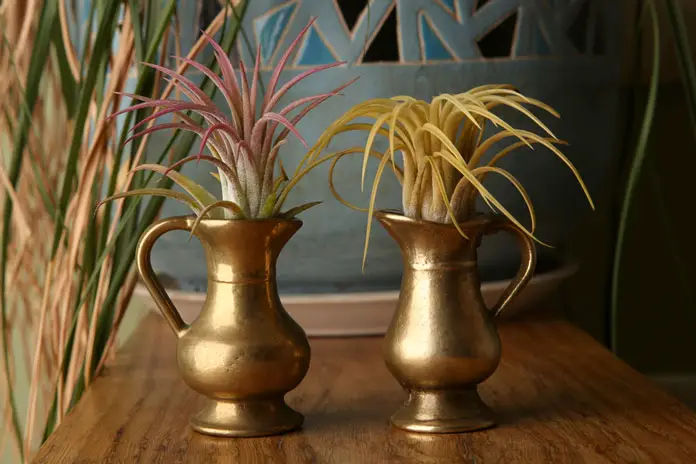 Tillandsias in gold pots on a desk