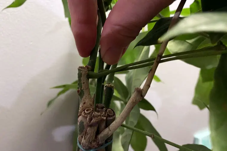 Top of money tree forming new braids