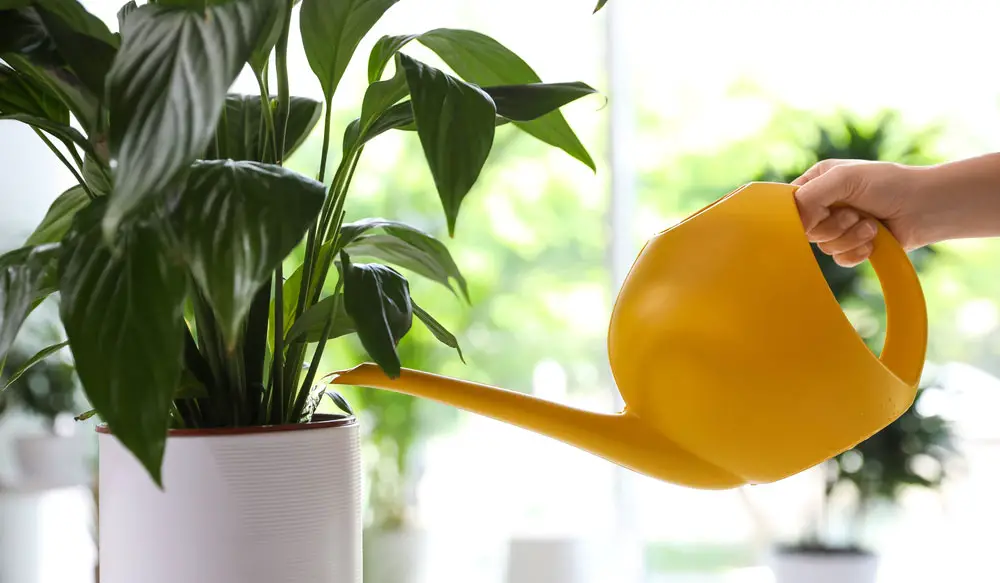 Watering a peace lily plant