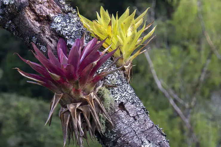 Yellow and magenta air plant growing on a tree