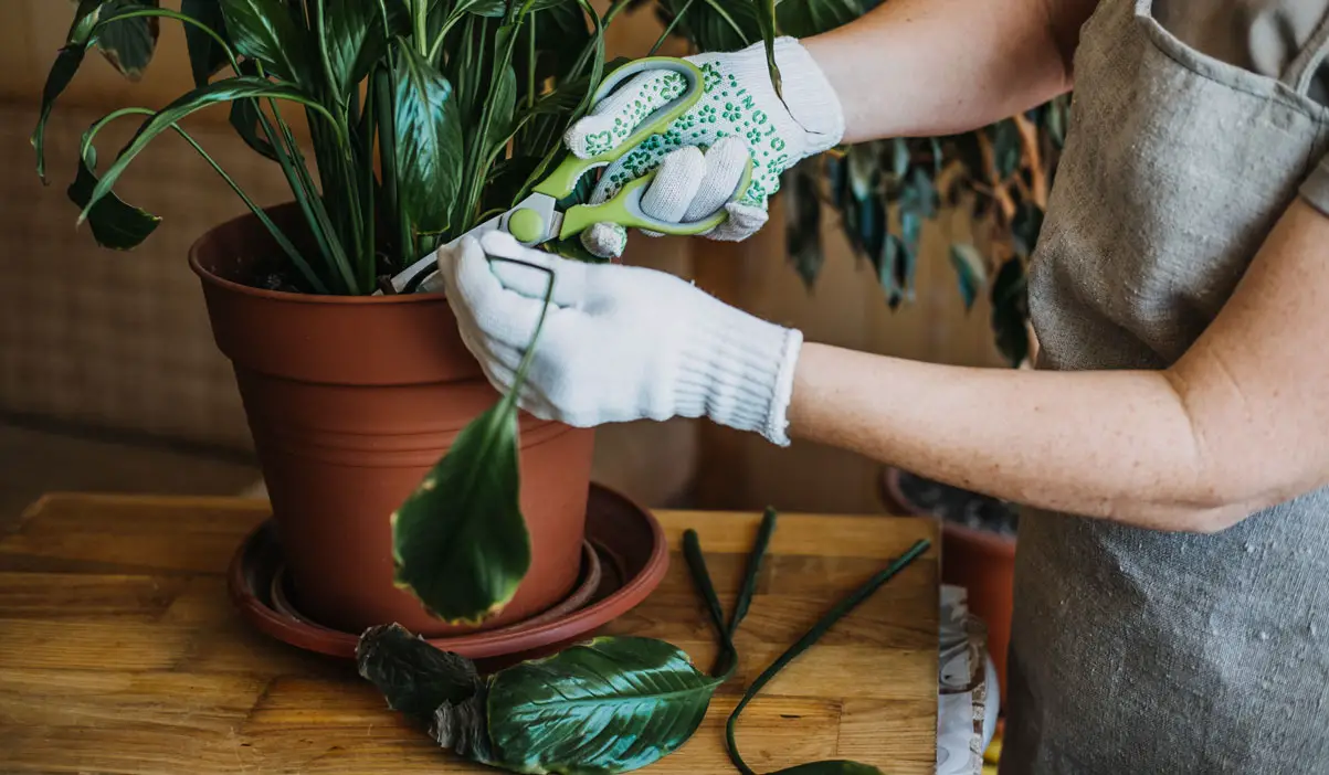 Pruning a peace lily plant