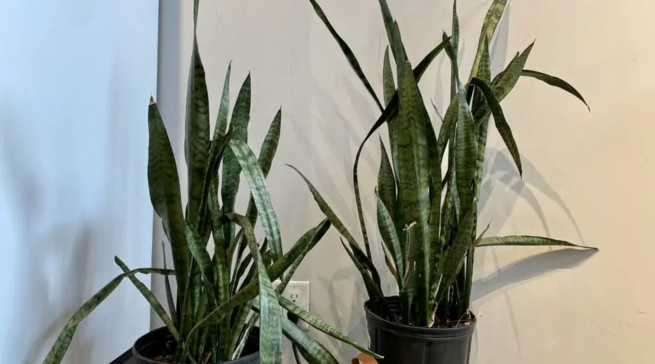 snake plant drooping leafs