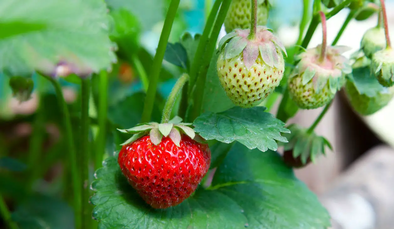 Close up of strawberry on the vine