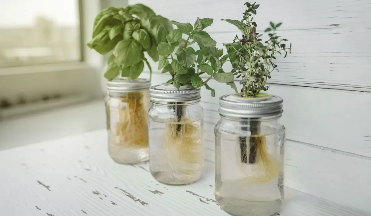 Basil growing in mason jars using the Kratky systems