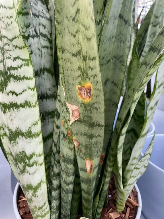 Brown and yellow spot on snake plant