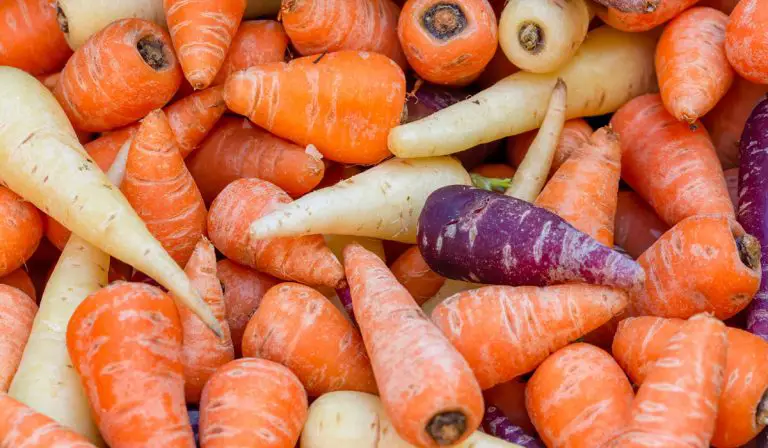 The Secret to Growing The Best Hydroponic Carrots at Home