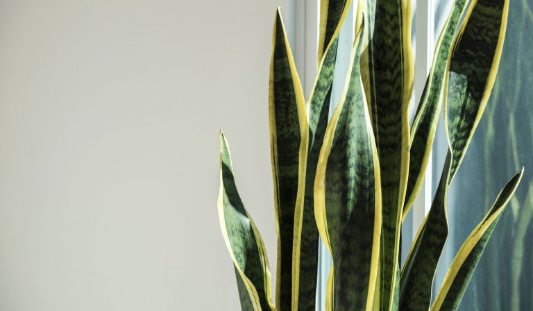 6 Benefits of Snake Plants – And How They Can Boost Your Mood