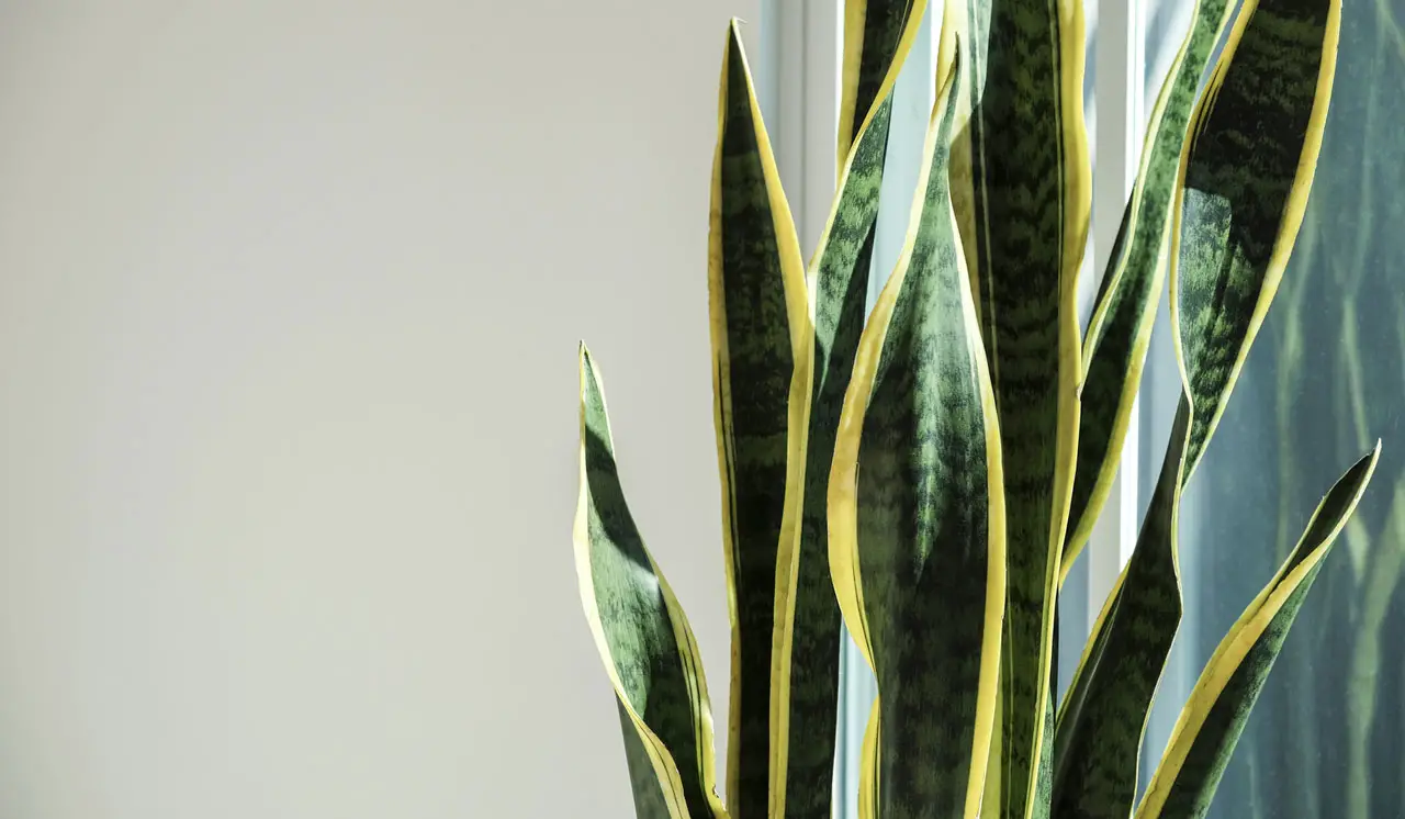 Clos-up of a snake plant