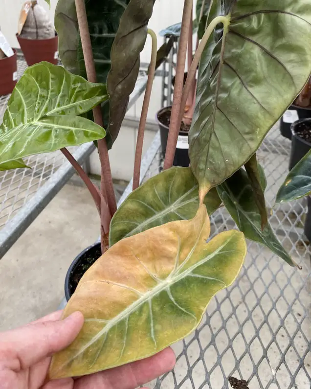 Elephant Ear leaf turning brown and yellow