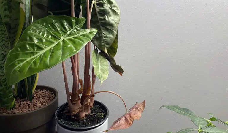 Elephant Ear Leaves Drooping? Find the Root and Fix This Problem