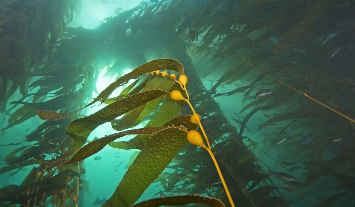 Growing Sea kelp