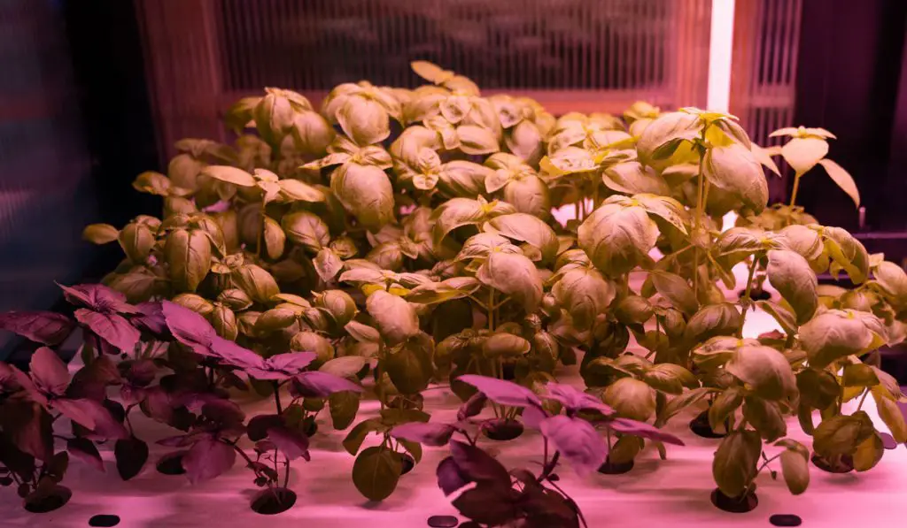 Hydroponic basil growing under LED grow lights