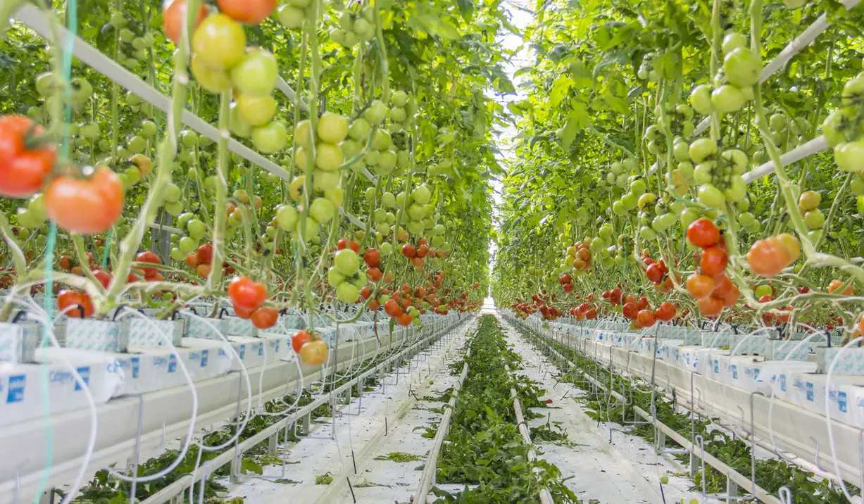 Hydroponic tomato farm