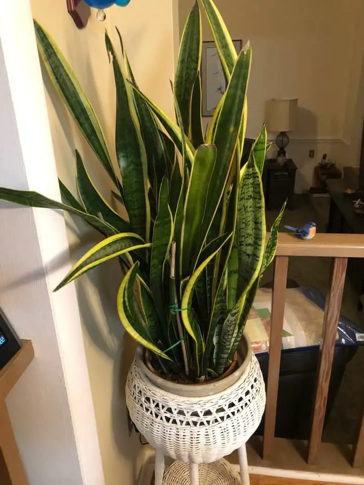 Indoor snake plant in a woven pot