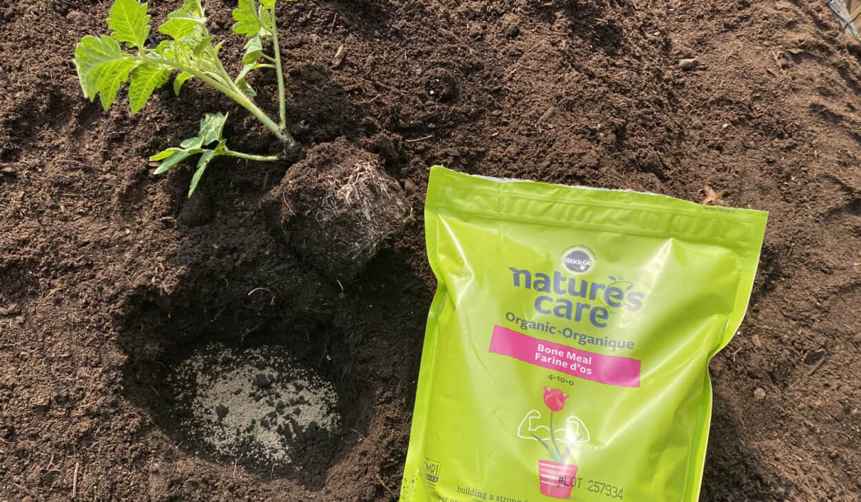 11 Best Low Nitrogen Fertilizers ( A Complete Guide )