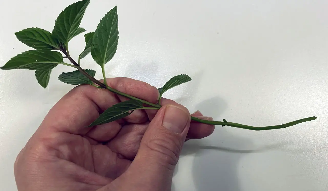 Mint plant after lower leaves cut off