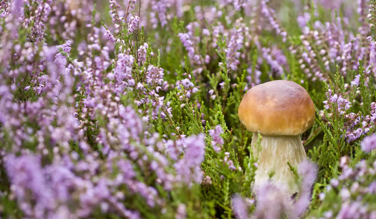 Mushroom growing with purple heather