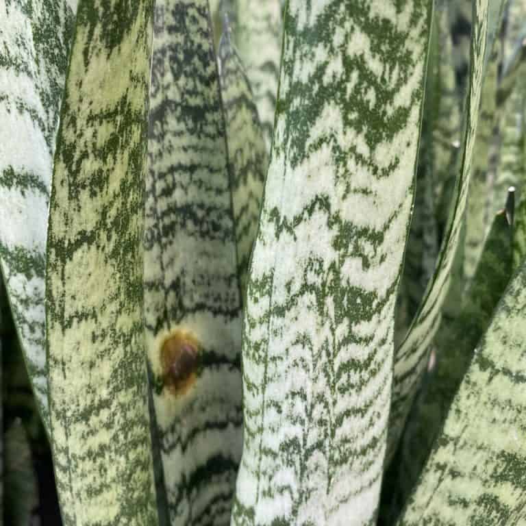 How to Propagate Snake Plant Pups and Repot Them