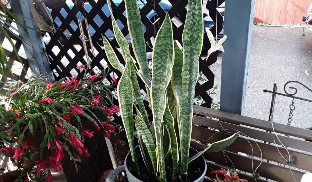 Outdoor snake plant in patio garden