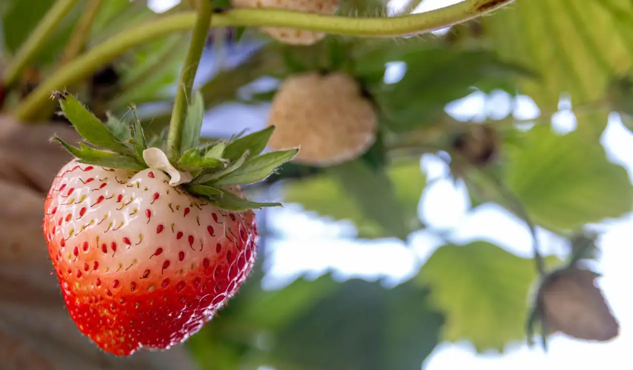 Red seed hydroponic strawberries