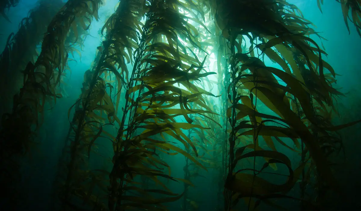 Sea kelp 1