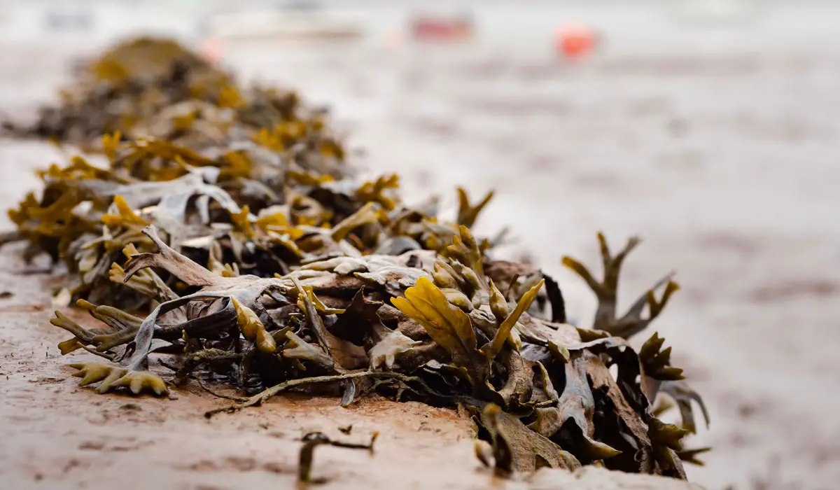 Seawwed kelp on beach